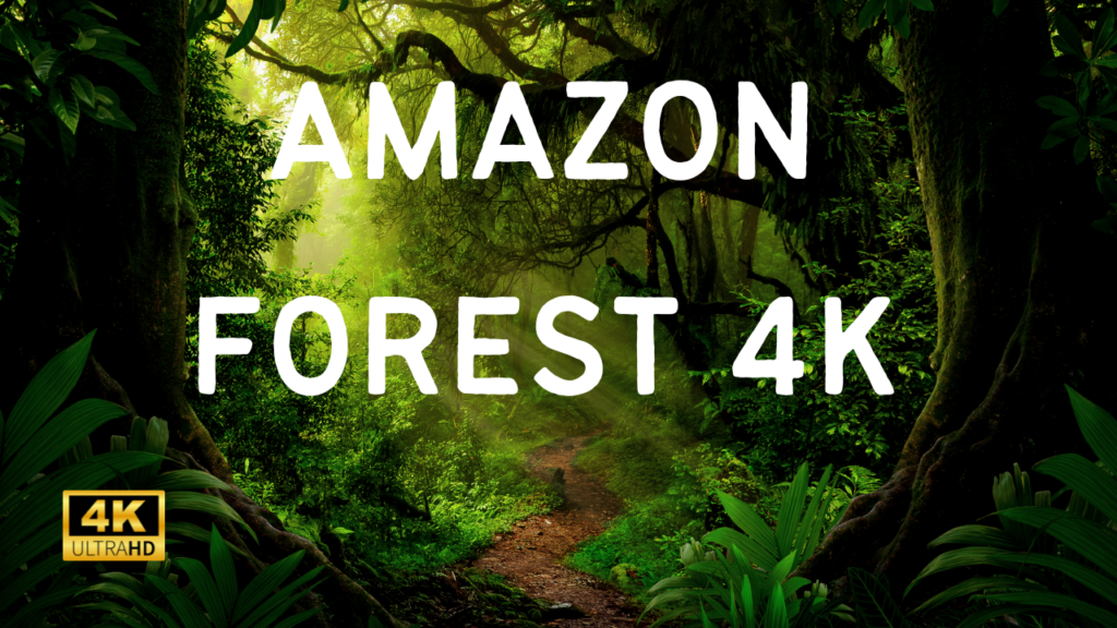 Amazon Forest